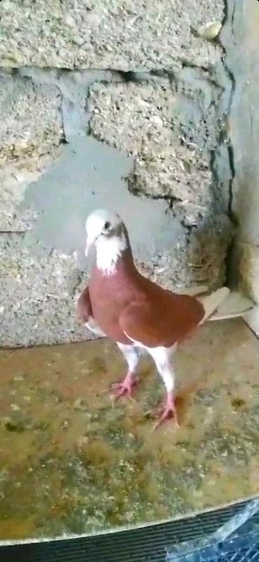 ababil quşu: Goyercin Baki cinsi Enli Quyruqlar temiz cinslerden.Cutduler hazir — 2