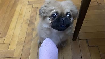 Heyvanlar üçün mallar: Pekines, 4 ay, Dişi, Peyvəndli, Ünvandan götürmə, Ödənişli çatdırılma — 7