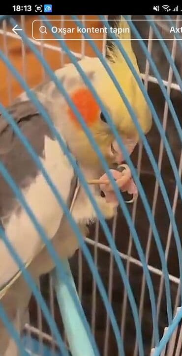 qaşqaldaq quşu: Məhsul: KORELLA tutuquşusu (Cockatiel) Təsvir: - Ağ-boz bədən rəngi — 3