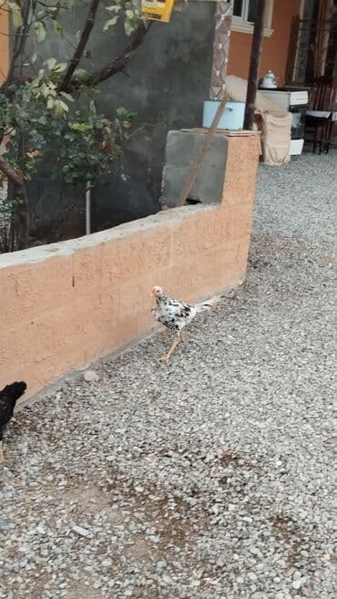 pulsuz itlerin verilmesi: Toyuq cücələri, Ətlik, Rayonlara çatdırılma — 4