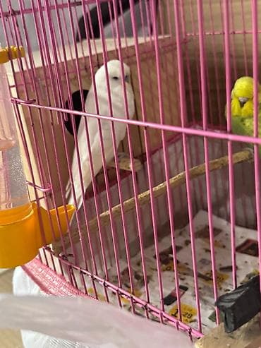 Quşlar: Cex ve vistivka quwlari vitaminli yemlerler beslenirler sağlam ve — 1