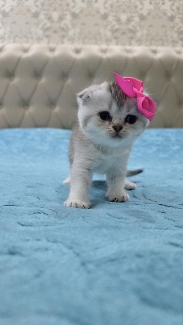Кошки: Шиншилла, В добрые руки, Самовывоз — 8