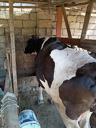xaski şəkilləri: Dişi, il: 5, 240 kq, Damazlıq, Ünvandan götürmə — 2
