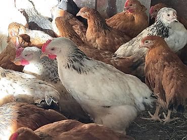 berde mal bazari 2020: ŞƏKİ DAXİLİNDƏ çatdırılma mümkündür Yetişmiş heyvanlardır. Çəkisi — 7