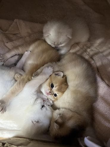 pişiklərin qiyməti: Britan, Dişi, Cütləşmə üçün, Pulsuz çatdırılma — 10