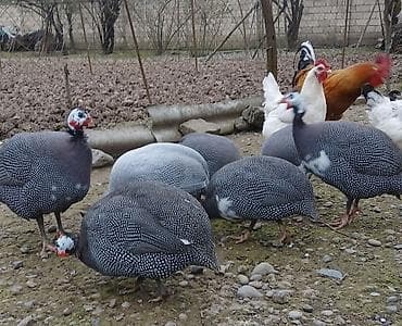 sazan balığı satışı: Firəng quşlarının mayalı yumurtası satılır.Bir ədədinin qiyməti 0.80 — 2