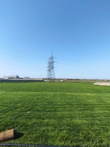 suni qazon qiyməti: Rulon qazon - Peşəkar qazon plantasiyasından kəsilib rulon halında — 4