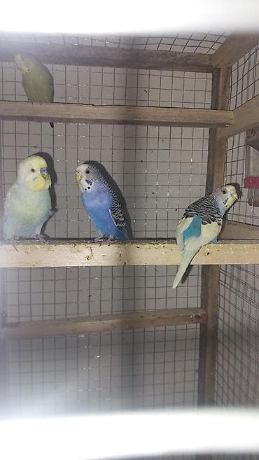 korella satışı: Altı balalı yumurtalı hazır cüt olan quşlardı hamısı satılır bir — 9