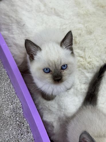 pişik sumkası: Siam — 8