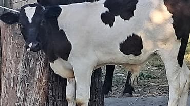 i̇nəylər: Dişi, Simental, il: 3, 600 kq — 2