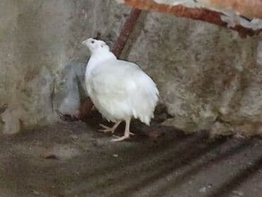 bakida cins ineklerin satisi: Ağ bıldırcın – dekorativ və təsərrüfat üçün uyğun cins - Rəng: tam ağ — 3