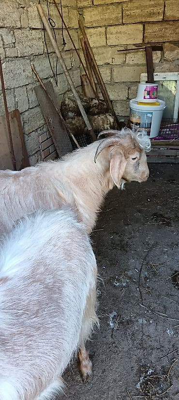 Erkək, Zanen, il: 2, 50 kq, Damazlıq lalafo.az -da Erkək, Zanen, il: 2, 50 kq, Damazlıq