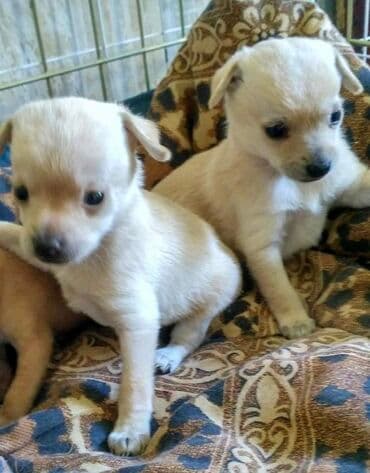 кане корсо купить: Чихуахуа — 1