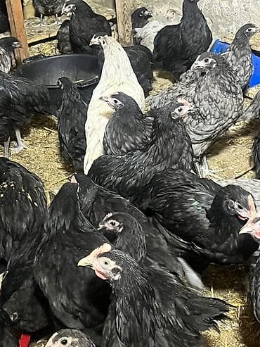 starline baku: Astroloq cücələri — 2