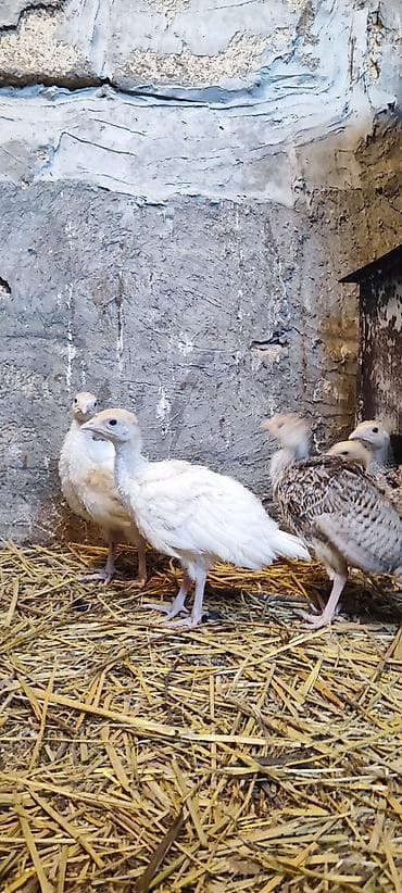 etlik inek cinsleri: 1 aylıq hinduşka cücələri. Vaksinlər olunub. yerli və aberkan bronz — 4