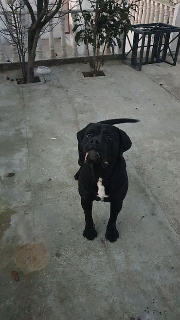 maraqli it adlari: Kane-Korso, 2 il, Erkek, Cütləşmə üçün — 2