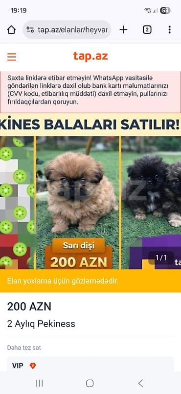 ev iti pudel: Pekines, 2 ay, Dişi, Ünvandan götürmə — 1