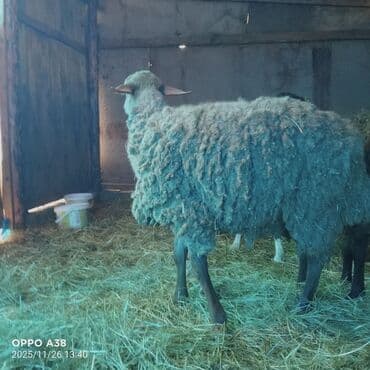 qoyun sortlari: Qoyun sürüsü satılır - Növ: Yerli ətlik-yunlu qoyunlar, qarışıqları — 2