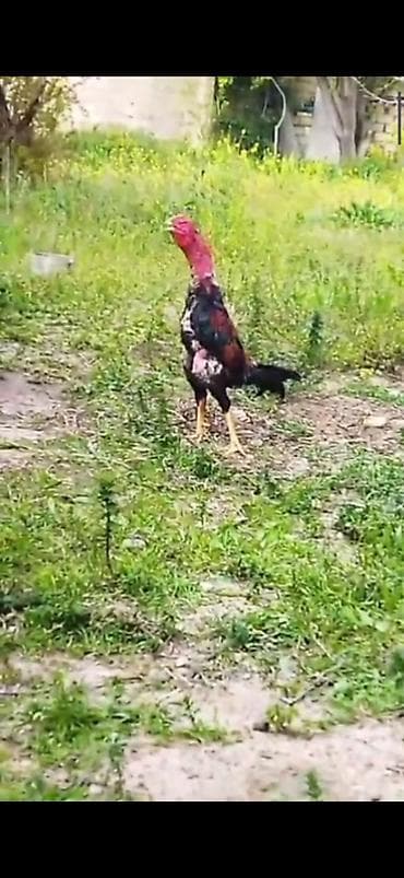 sıqaret: Sentyabrda 2yasi olacaq gözəl usulu döyüşü var türk yapon sintezi — 2