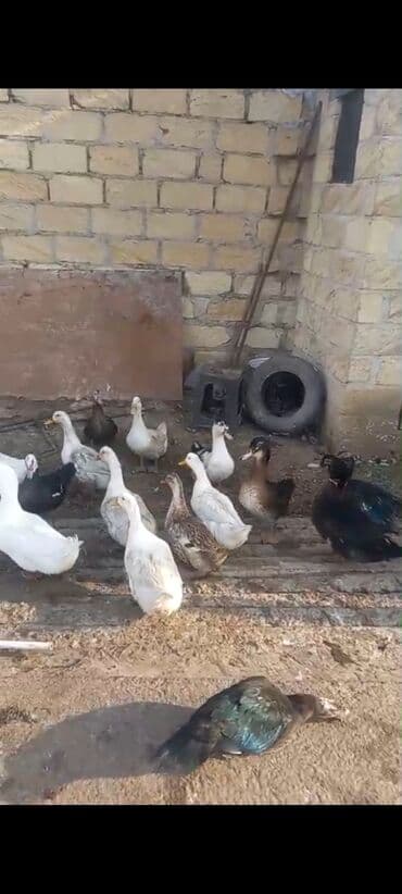 Dişi, | Lal ördək, Kuban, Macar, Damazlıq, Ünvandan götürmə, Ödənişli çatdırılma — 3