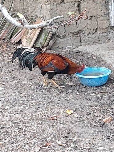 quş yuvaları: Məhsul: Yerli kənd xoruzu Təsvir: - İri bədənli, uzun quyruqlu — 1