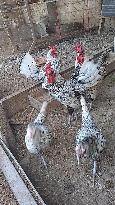 qoyun mal: Toyuq, Damazlıq — 1