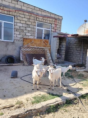 heyvan mal: Erkək, il: 1, 70 kq, Damazlıq, Pulsuz çatdırılma — 1