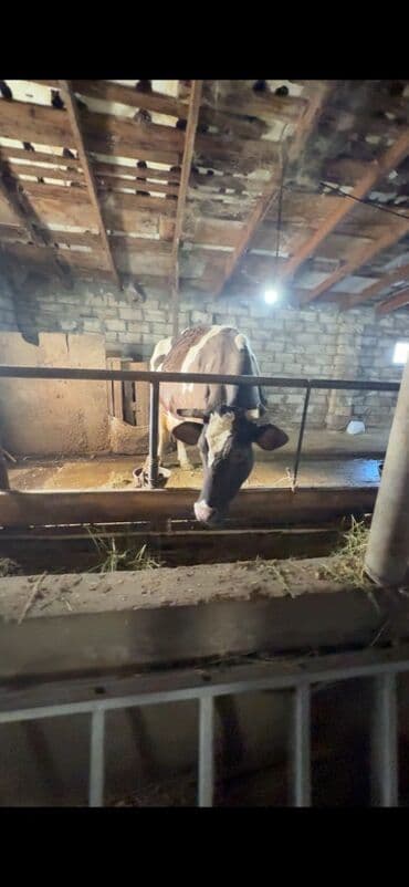 İtlər: Doğmağına 20-25 gün qalıb. 30 litrdən yuxarı süd verən heyvandır — 4