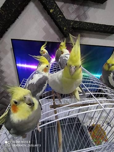 qarğa balası: Salam danisan quslar satilir. Yaslari ferqlidir. Quslar dislemir — 5