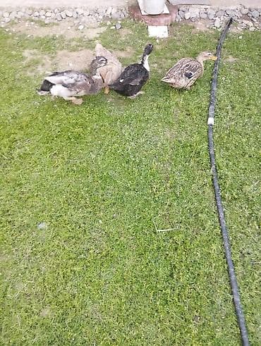bulbul satışı: Satılır. Səsli ördəklər 3 dişi 1 erkək. Disiler yumurtayir erkek — 4