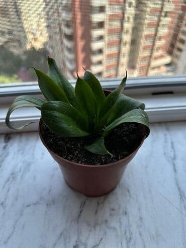 gülle: Sanseveria (qilinc gulu) — 2
