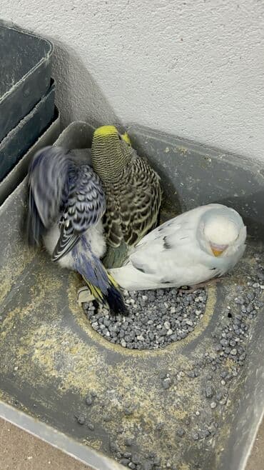 ən ucuz pişiklər: Təmiz qan ayağı üzüqlü qəydiyatlı altı balalı çexler cütlükler — 13