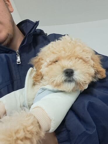 отдам в добрые руки шпица: Пудель — 3