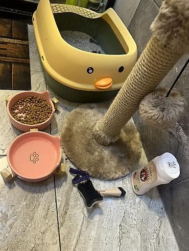 mingəcevir pişik: Britan, Pulsuz çatdırılma — 7