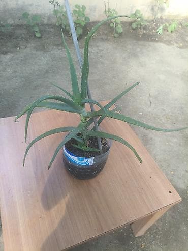 ciledagi bitkisi: Aloe vera (sukulent) – dekorativ və faydalı ev bitkisi - Növ: Aloe — 2