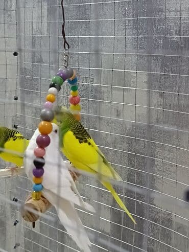 кольчатый попугай цена: 1 ədəd - 20 manat Sevgi və qayğı göstərə biləcək insanlara dalğalı — 10