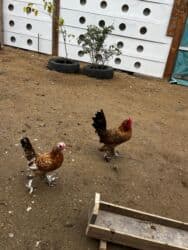 Inəklər, öküzlər: Toyuq, Yumurtalıq, Ünvandan götürmə — 6