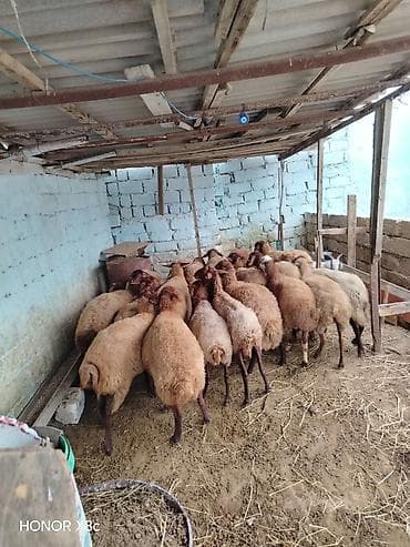 mal qara qusar: 27 baş tərgitməy heyvanlar satılır istəyən olsa yazsın baxa bilmirəm — 6