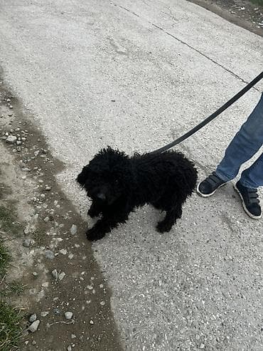 top 3 ev heyvanları: Yaş yarımdı real alıcıya endirim olunacağ — 4