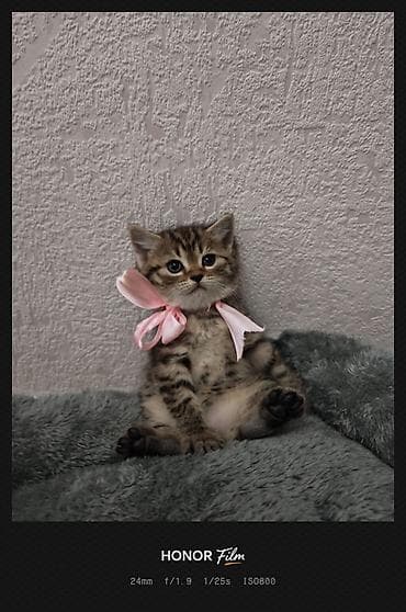 amerikan staf: Tabbi, Yaxşı əllərə — 3