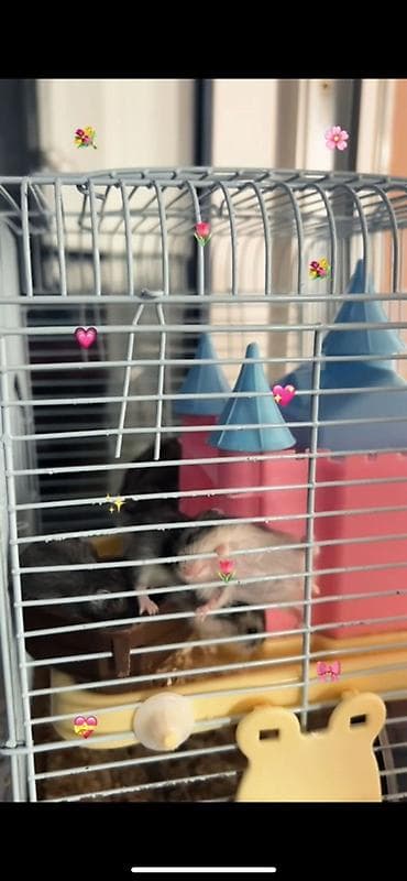 heyvan: Djungar hamsterləri – aktiv və mehriban balalar - Növ: Djungar (cücə — 1
