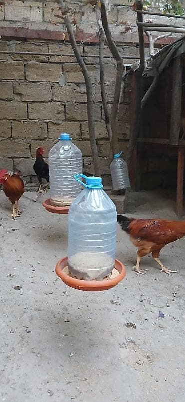 qus: Məhsul: Xoruzlar və toyuqlar (qarışıq rəngli yerli/hibrid cinslər) — 5