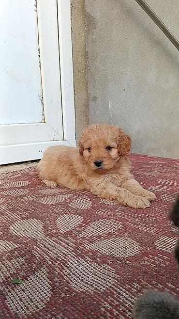 golden itleri: Pudel — 2