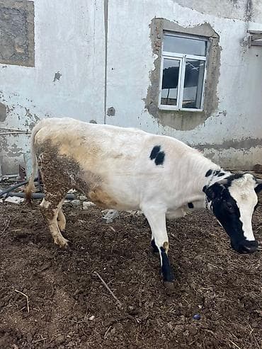 Dişi, Holsteyn, il: 2, Südlük