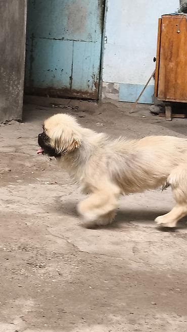 haski itleri: Pekines, 7 ay, Erkek — 4