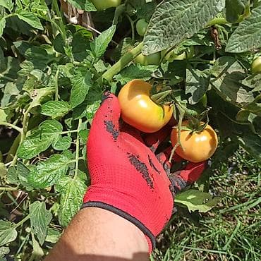 Букетные цветы: Toz halinda mal peyini - kisesi 2,80 q. ( boyuk kepek kisesinde) — 7