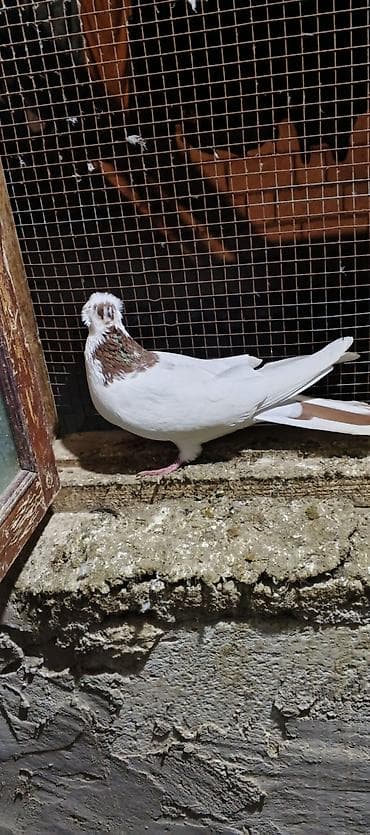 etibarlı ələrə verilir: Salam Erkey qusdu saglamligina cvbdehem — 3