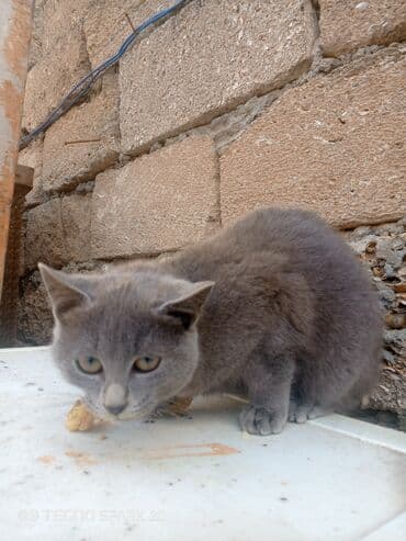 Dişi, Yaxşı əllərə, Ünvandan götürmə