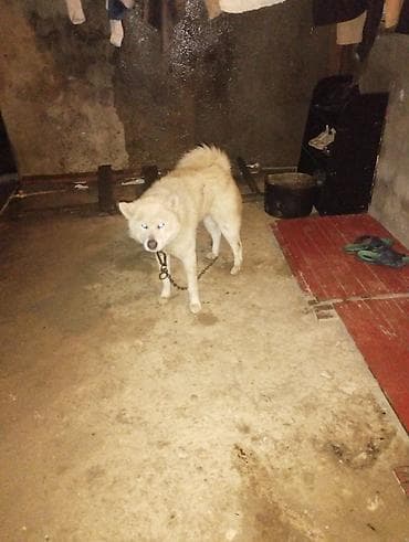 ucuz itleri: Akita-inu, 2 il, Erkek, Cütləşmə üçün — 1