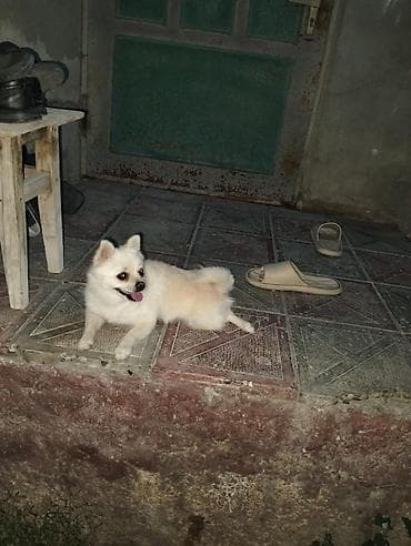 Şpitz, 6 ay, Erkek — 3